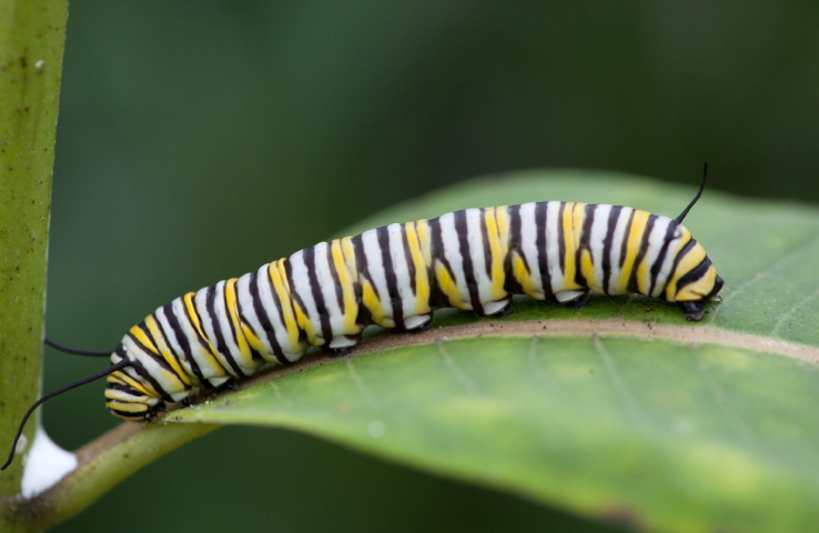 Oruga