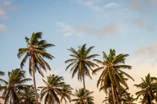 Palmeras