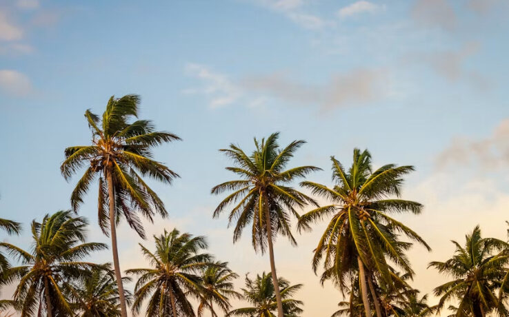 Palmeras