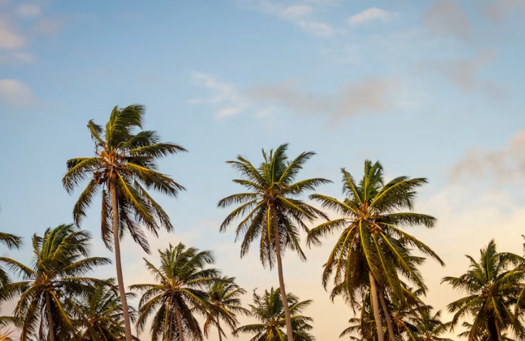 Palmeras