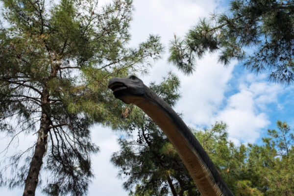 Diplodocus