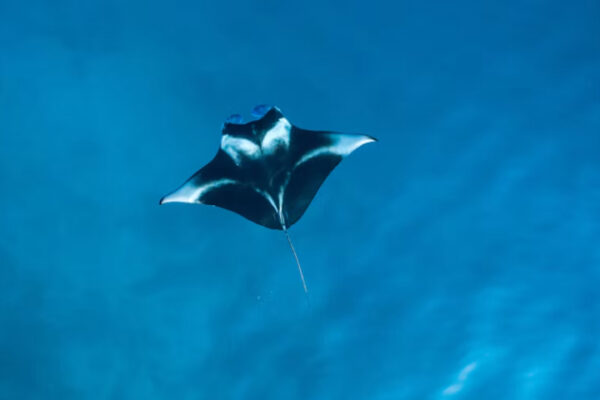 Mantarraya