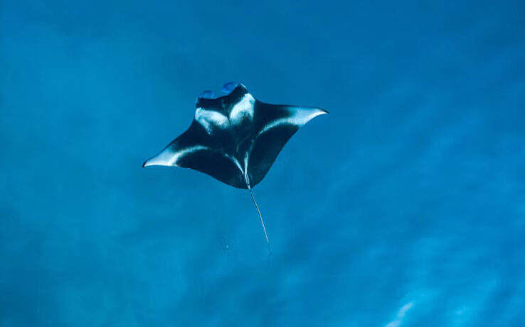Mantarraya