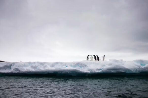 Pingüinos