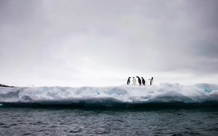 Pingüinos