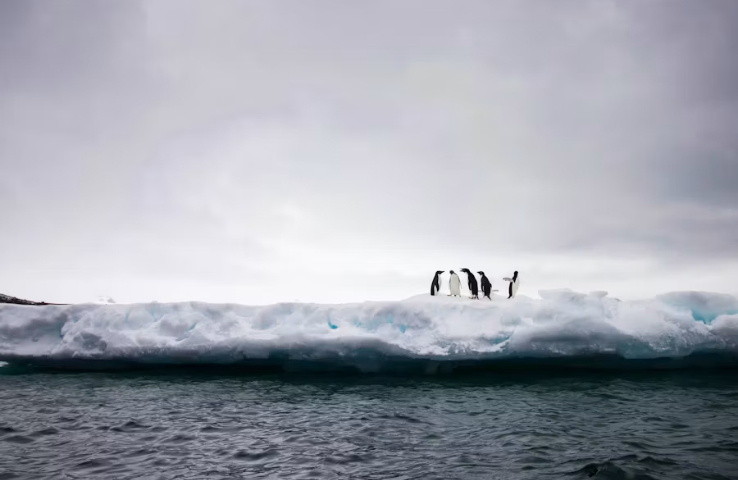 Pingüinos