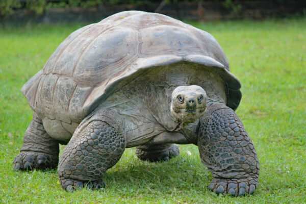 Tortuga