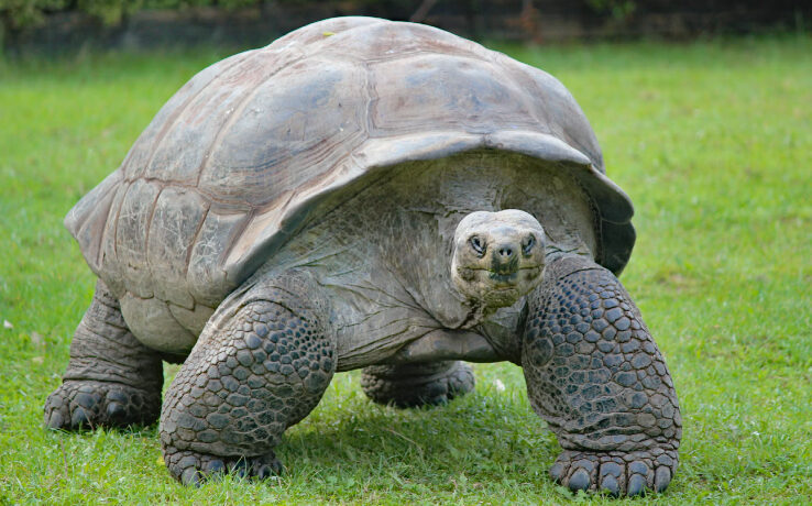 Tortuga