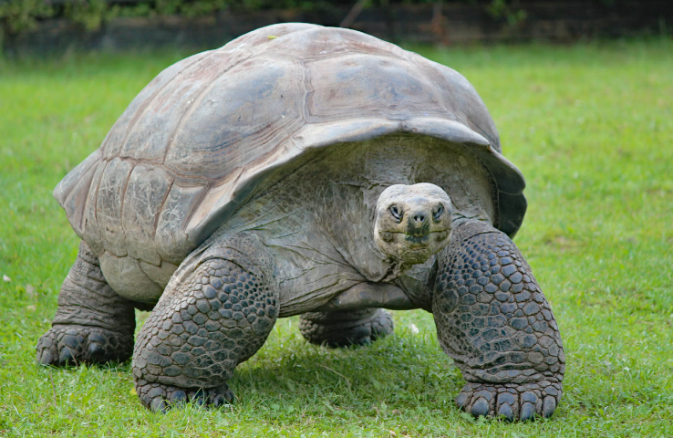 Tortuga